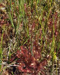 Attēlu rezultāti vaicājumam “Drosera anglica fruit”