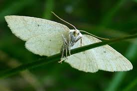 Attēlu rezultāti vaicājumam “Cabera exanthemata male”