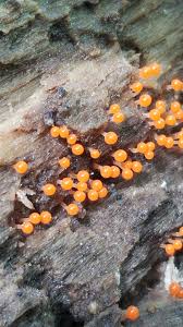 Attēlu rezultāti vaicājumam “Leocarpus sp.”