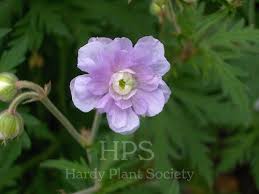 Image result for Geranium `Summer Skies`
