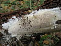 Attēlu rezultāti vaicājumam “Anomoporia bombycina”