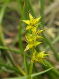 Attēlu rezultāti vaicājumam “Carex echinata”