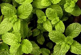 Attēlu rezultāti vaicājumam “Mentha arvensis leaf”
