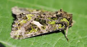 Attēlu rezultāti vaicājumam “Trachea atriplicis”