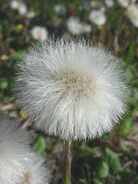 Attēlu rezultāti vaicājumam “Tussilago farfara flower”