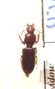 Attēlu rezultāti vaicājumam “Clivina fossor”