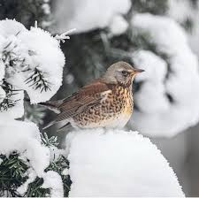 Attēlu rezultāti vaicājumam “Turdus pilaris”