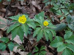 Attēlu rezultāti vaicājumam “Anemone ranunculoides bud”