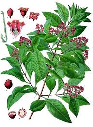 Attēlu rezultāti vaicājumam “Santalaceae”