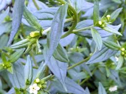 Attēlu rezultāti vaicājumam “Lithospermum officinale leaf”