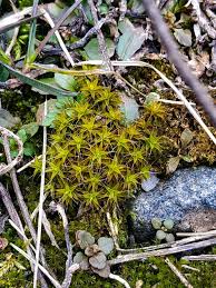 Attēlu rezultāti vaicājumam “Syntrichia”