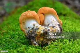 Attēlu rezultāti vaicājumam “Hydnum rufescens”