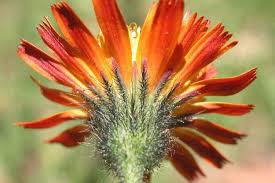 Image result for Hieracium aurantiacum