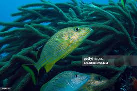 Image result for Haemulon sciurus