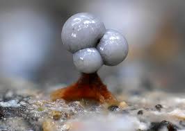 Attēlu rezultāti vaicājumam “Trichia botrytis var. cerifera”