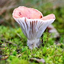 Attēlu rezultāti vaicājumam “Gomphidius roseus”