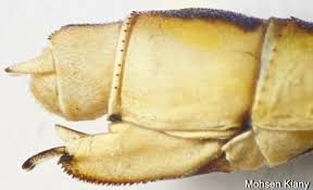 Attēlu rezultāti vaicājumam “Lestes dryas male”