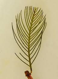 Attēlu rezultāti vaicājumam “Myriophyllum alterniflorum leaf”