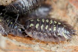 Attēlu rezultāti vaicājumam “Oniscus asellus”