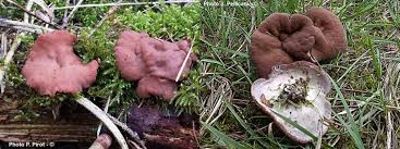 Attēlu rezultāti vaicājumam “Discina perlata”