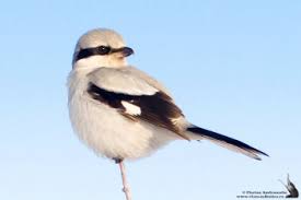 Attēlu rezultāti vaicājumam “Lanius excubitor adult”