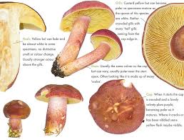 Attēlu rezultāti vaicājumam “Tricholomopsis rutilans”