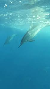 Image result for ALBION SEA FISHING CLUB