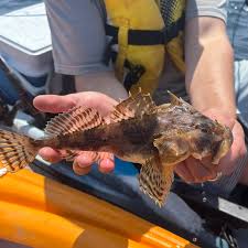 Image result for Myoxocephalus octodecemspinosus