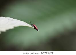 Attēlu rezultāti vaicājumam “Lygistopterus sanguineus larva”