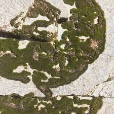 Attēlu rezultāti vaicājumam “Didymodon tophaceus sporophyte”