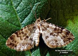 Attēlu rezultāti vaicājumam “Electrophaes corylata”