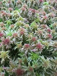 Attēlu rezultāti vaicājumam “Sphagnum russowii”