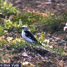 Attēlu rezultāti vaicājumam “Plectrophenax nivalis adult”