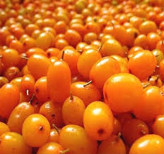 Attēlu rezultāti vaicājumam “Hippophae rhamnoides fruit”