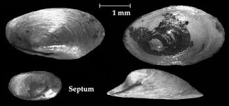 Attēlu rezultāti vaicājumam “Ancylus fluviatilis”