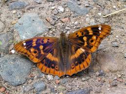 Attēlu rezultāti vaicājumam “Apatura ilia male”