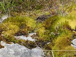 Attēlu rezultāti vaicājumam “Ditrichum flexicaule”