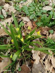 Attēlu rezultāti vaicājumam “Gagea lutea”