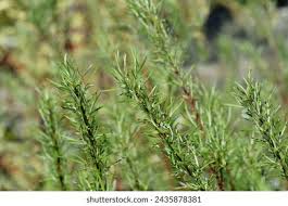 Attēlu rezultāti vaicājumam “Salix repens subsp. rosmarinifolia”