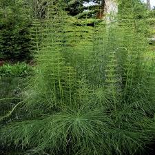 Attēlu rezultāti vaicājumam “Equisetum telmateia”