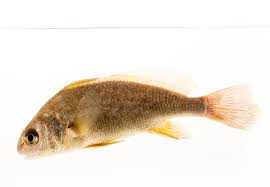 Image result for Aplodinotus grunniens