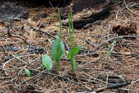 Attēlu rezultāti vaicājumam “Oxyrrhynchium hians var. rigidum macro”