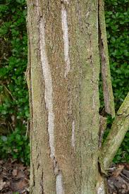 Attēlu rezultāti vaicājumam “Leskea polycarpa macro”