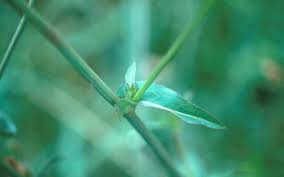 Attēlu rezultāti vaicājumam “Cribraria intricata stalked”