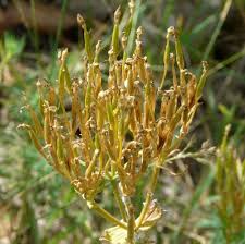 Image result for Centaurium erythraea