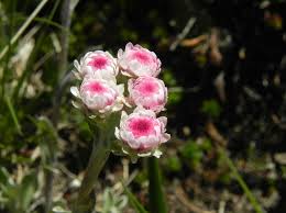 Attēlu rezultāti vaicājumam “Antennaria dioica leaf”