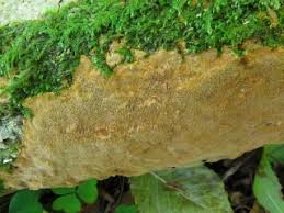 Attēlu rezultāti vaicājumam “Phellinus ferruginosus”