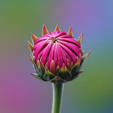 Attēlu rezultāti vaicājumam “Echinacea purpurea bud”