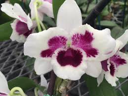 Attēlu rezultāti vaicājumam “Diderma testaceum sessile”