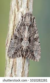 Attēlu rezultāti vaicājumam “Apamea monoglypha”